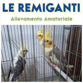 Calopsite Femmine Pezzate cannella