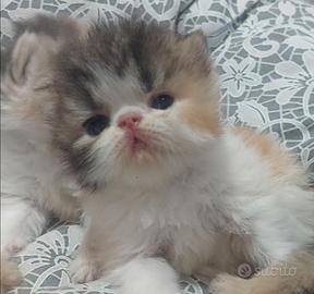 Cuccioli gatto persiano ipertipici