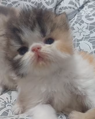 Cuccioli gatto persiano ipertipici