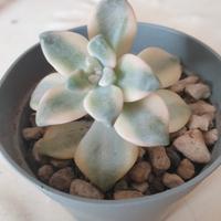 Pianta grassa Graptoveria Titubans Variegata