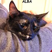 ALBA, micia tartarugata di 8 mesi