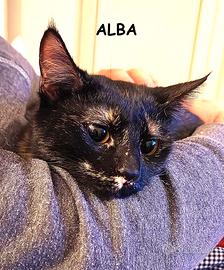 ALBA, micia tartarugata di 8 mesi