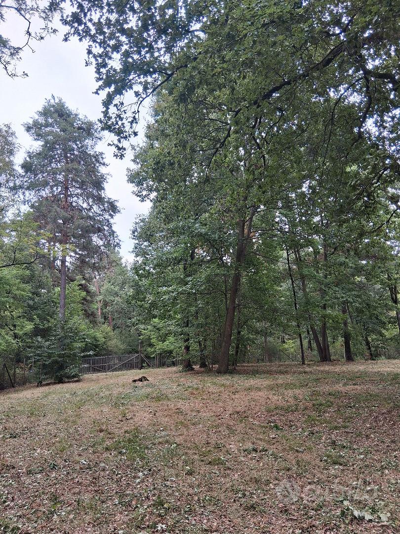 Terreno boschivo 6.500 mq recintato - Vista 5