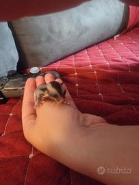 Petauro dello zucchero