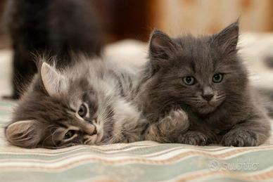 Cuccioli gatto siberiano