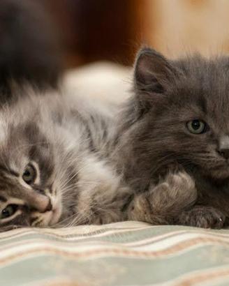Cuccioli gatto siberiano