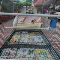 Arlecchini portoghesi