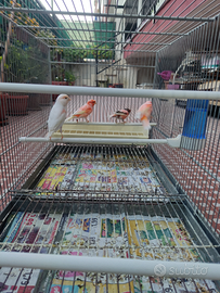 Arlecchini portoghesi