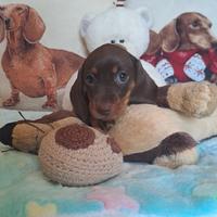 Cucciole bassotto nano/kaninchen con pedigree