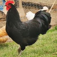Gallo Australorp