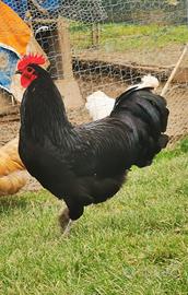 Gallo Australorp