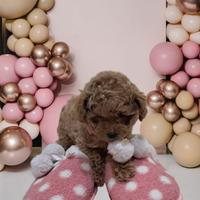 Barboncina thea coup