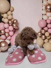 Barboncina thea coup