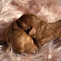 Cucciole di barboncino nano fulvo