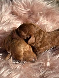 Cucciole di barboncino nano fulvo