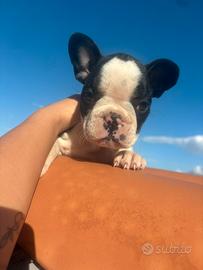 Cucciola bulldog