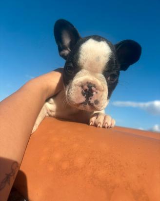 Cucciola bulldog