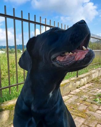 Cane corso