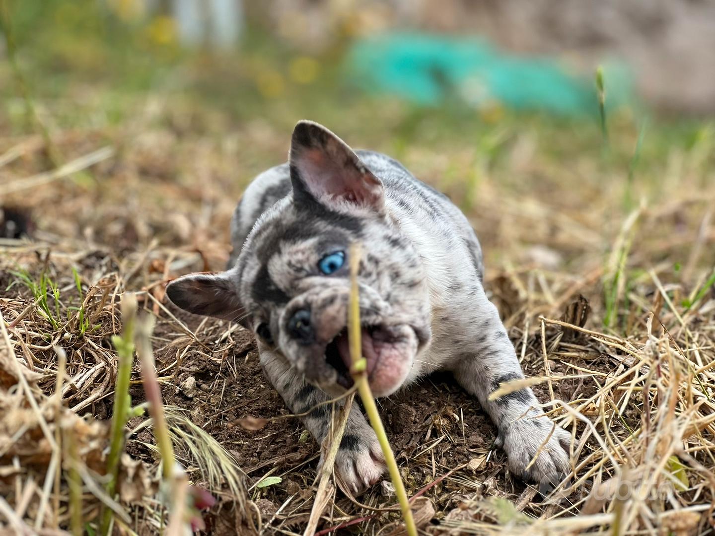 Cucciola di bulldog francese blu merle - Animali In vendita a Palermo