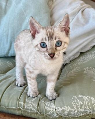 Ultimi cuccioli bengal snow lynx disponibili