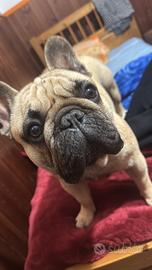 Bulldog francese con pedigree per accoppiamento