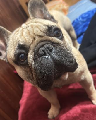 Bulldog francese con pedigree per accoppiamento