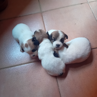 Jack russel ruvido