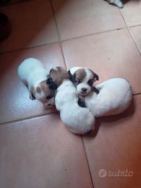 Jack russel ruvido