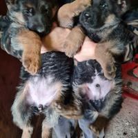 Cuccioli pastore tedesco