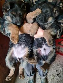 Cuccioli pastore tedesco