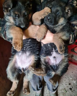 Cuccioli pastore tedesco