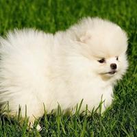 Spitz di Pomerania femmina