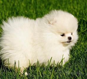 Spitz di Pomerania femmina