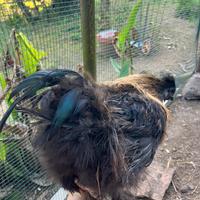 Galletto razza moroseta