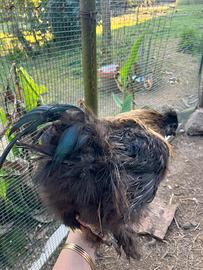 Galletto razza moroseta