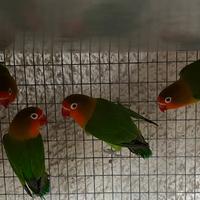 Inseparabili calopsite