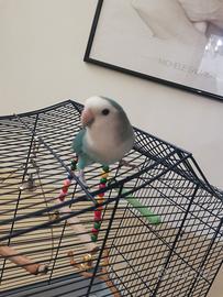 Inseparabile allevato a mano