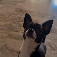 Chihuahua maschio giovane per accoppiamento futuro