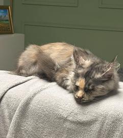 Femmina Maine Coon per accoppiamento