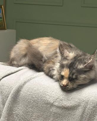 Femmina Maine Coon per accoppiamento