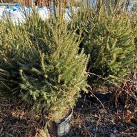 abete rosso albero natale in vaso 150 180 cm