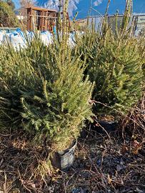 abete rosso albero natale in vaso 150 180 cm