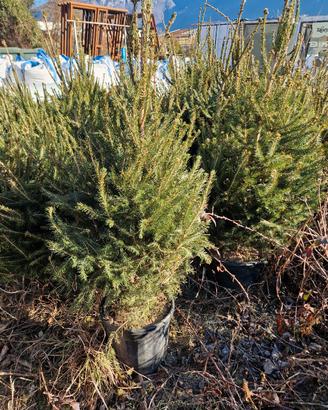 abete rosso albero natale in vaso 150 180 cm