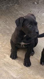 Cane corso