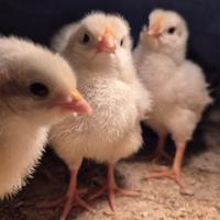 Pulcini pollastri galline galli