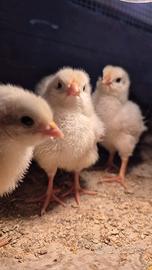 Pulcini pollastri galline galli