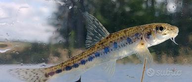 TINCHE E GOBIO contro alghe e zanzare