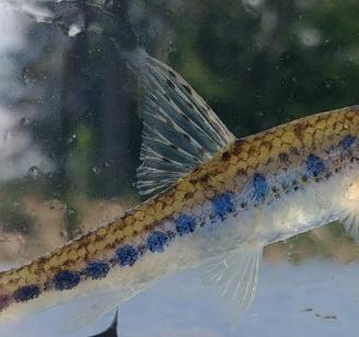 TINCHE E GOBIO contro alghe e zanzare