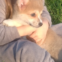 Cuccioli Welsh Corgi Pembroke