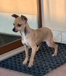 Cucciolo di Pinscher